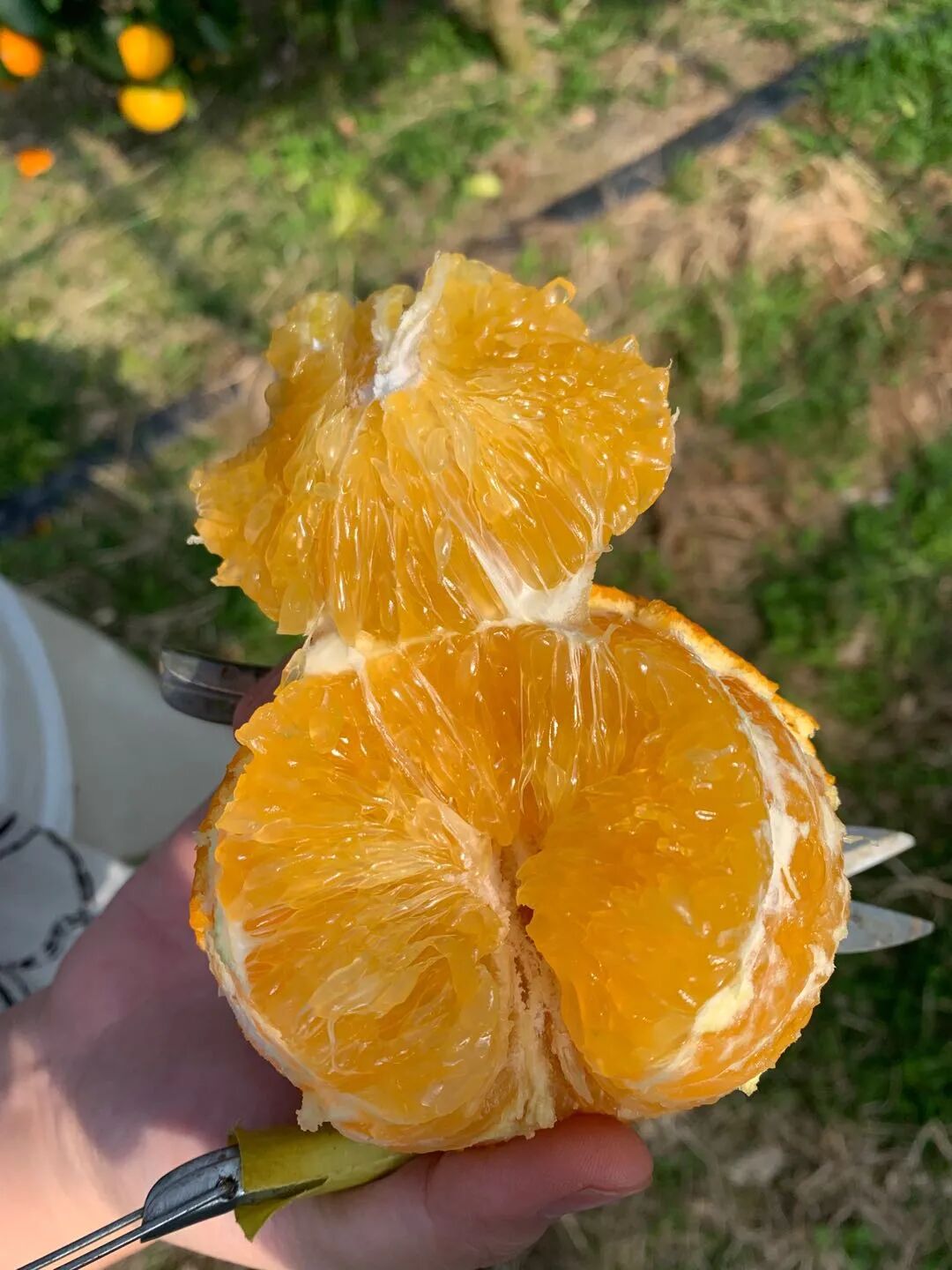 入口即化霸屏央视还引来贪吃贼宁波这款本地时令水果上市了价格