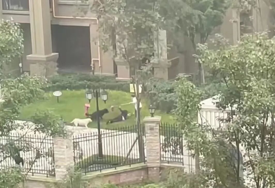 女童遭烈犬撕咬受伤严重，警方通报