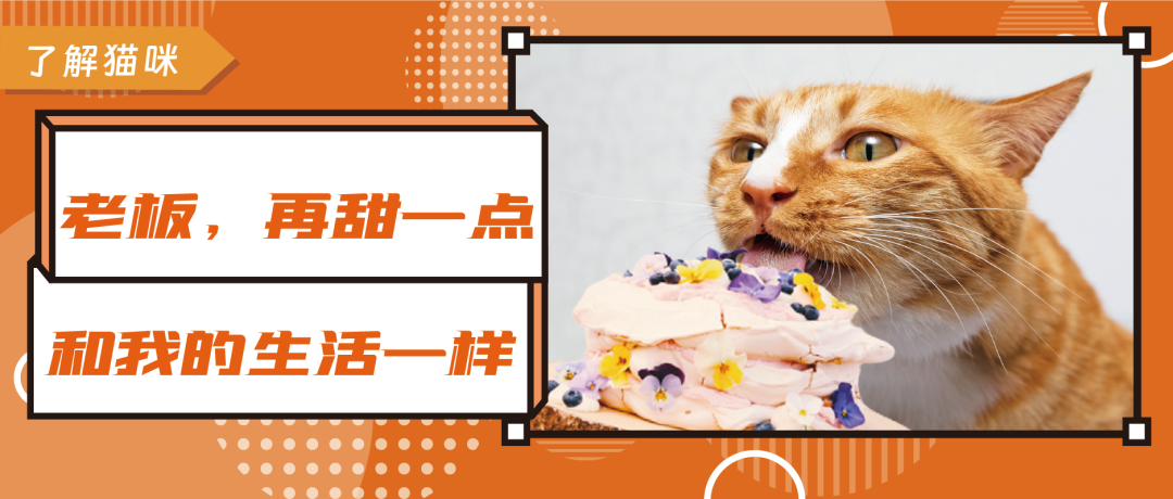 猫咪认你当小弟的8个迹象，小心你地位不保！-小辉娱乐网