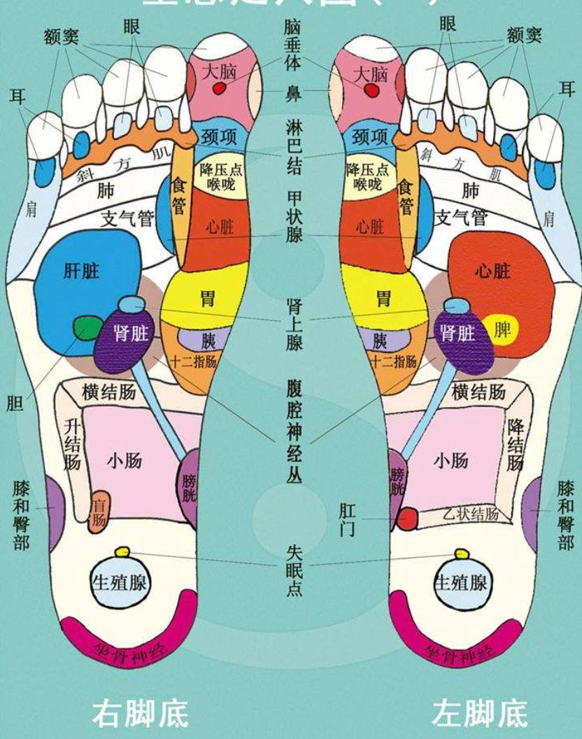 足部反射区足部乃是经络运行气血,关联脏腑,沟通表里上下的主要起止