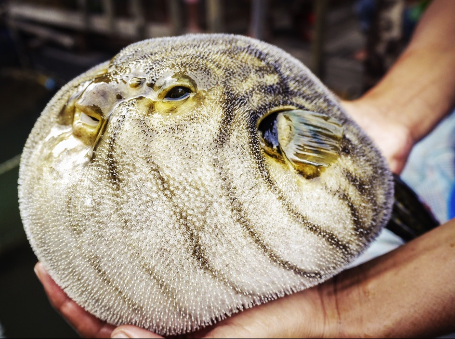 如何吃河豚才能逃过一死