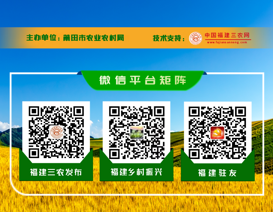 【农安莆田】8万吨文旦柚上市 莆田人实现“蜜柚”自由-小辉娱乐网