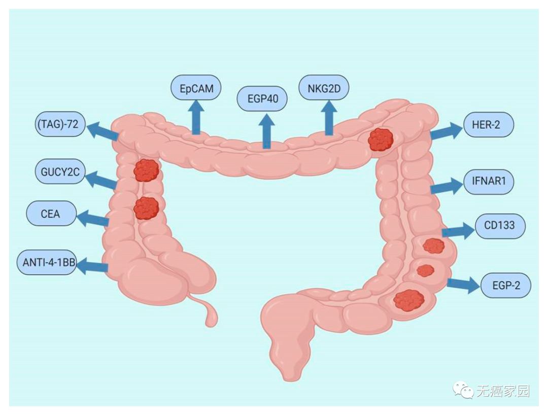 靶向结直肠癌！临床疗效优于标准疗法！斯丹赛实体瘤CAR-T疗法闪耀国际！-小辉娱乐网