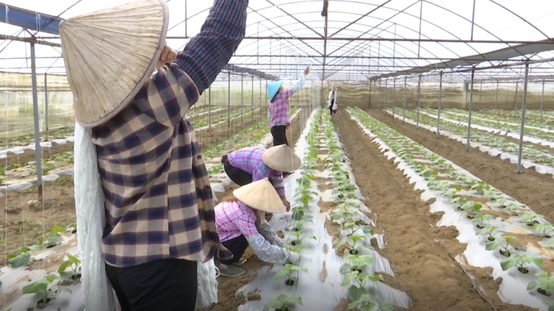 合浦：田间地头冬种忙，力争来年好收成