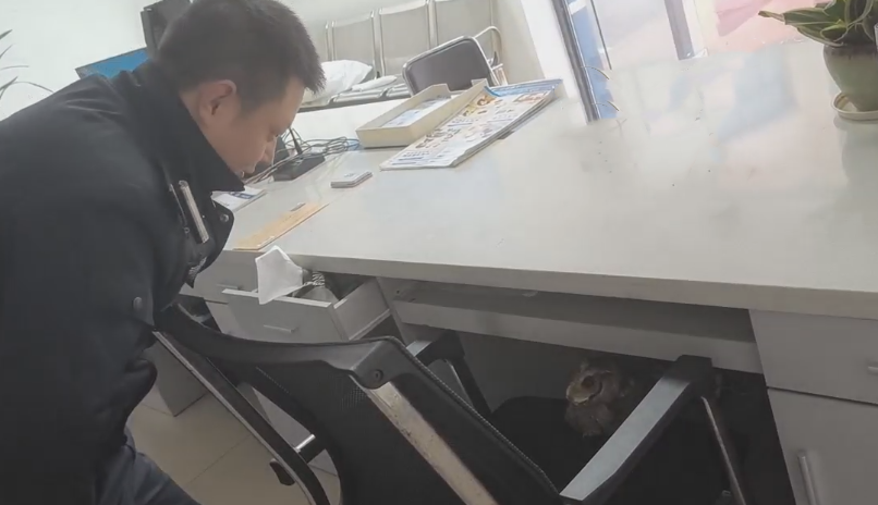 萌趣又正义！泸州警方救下麂鹿、猫头鹰、黑熊等多种野生动物-小辉娱乐网