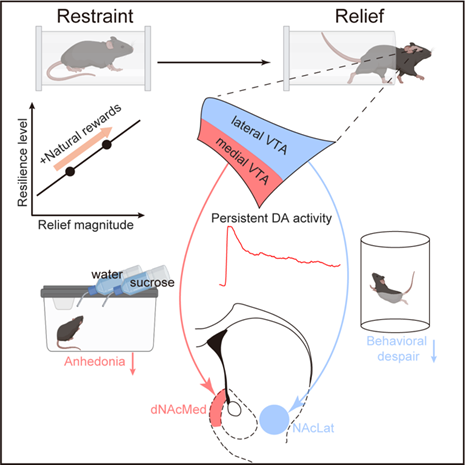 糖是享受人生之十：吃糖抗压抗抑郁-小辉娱乐网