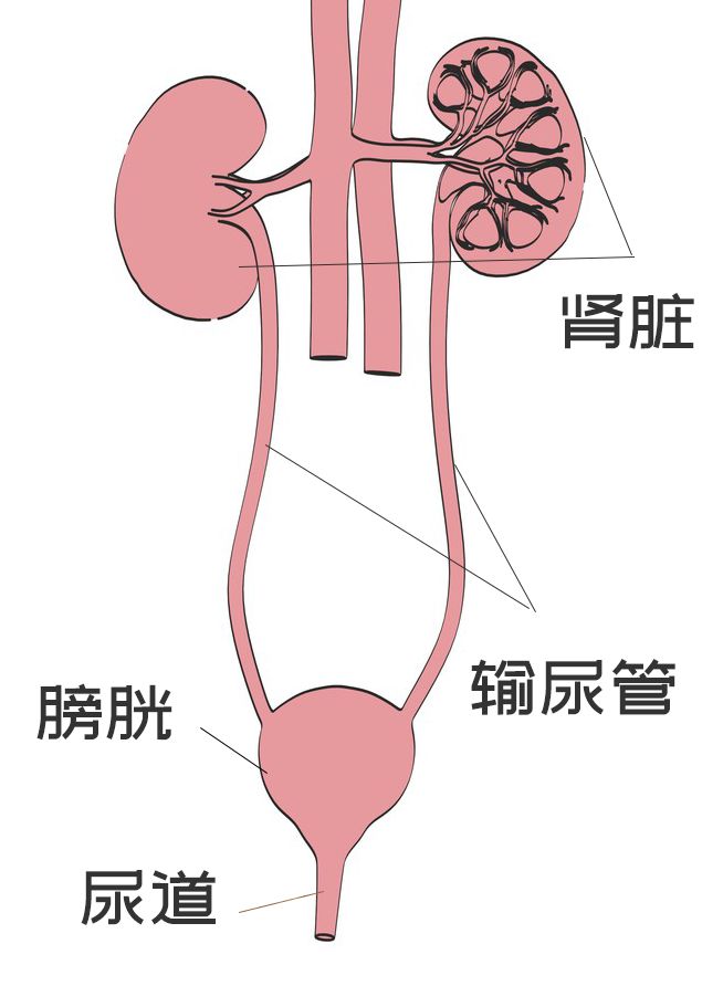 若是对尿路传染不加以正视,通俗的尿道炎,膀胱炎还有或者会成长成为
