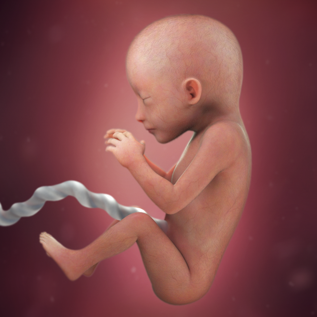 怀孕40周,胎宝宝每周长啥样?这里有国外网站的高清图!太刺激啦!