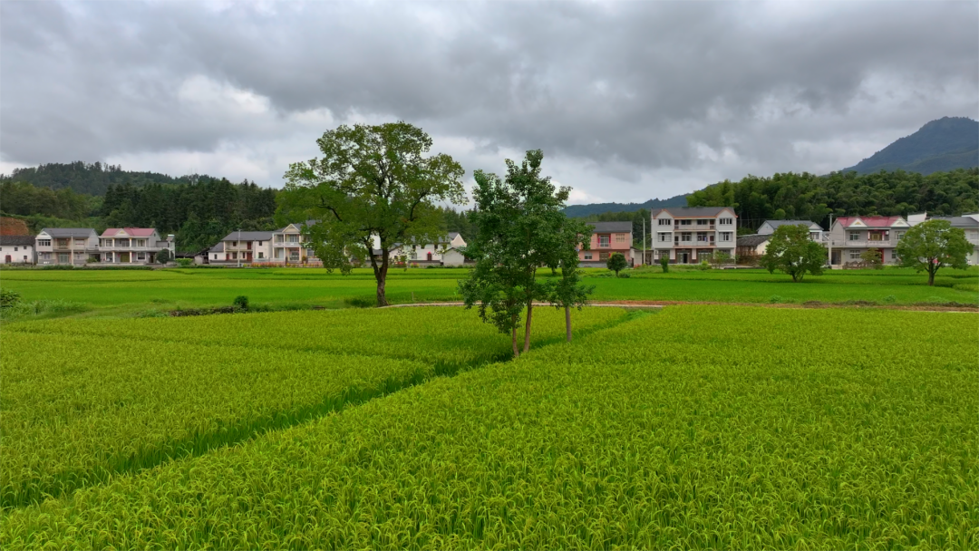 祁门两地入选!安徽首批和美乡村精品示范村建设名单确定-小辉娱乐网
