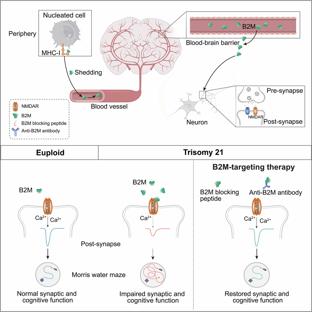 厦门大学又一篇Cell：王鑫团队揭示唐氏综合征认知损伤新机制-小辉娱乐网