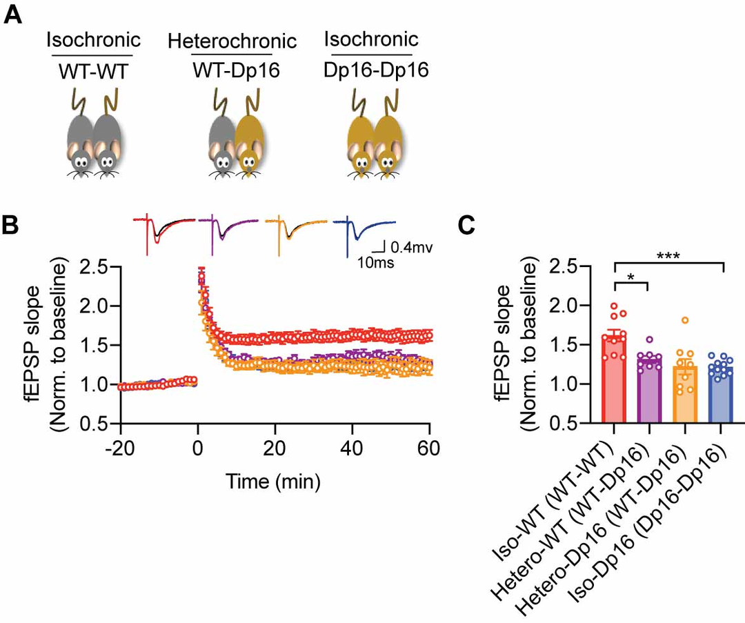 厦门大学又一篇Cell：王鑫团队揭示唐氏综合征认知损伤新机制-小辉娱乐网