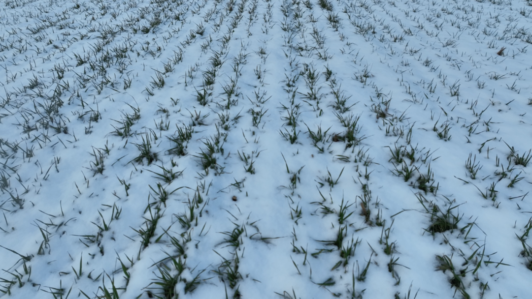 小布说天气 | 气温骤降 小麦如何御寒？专家为您支招-小辉娱乐网