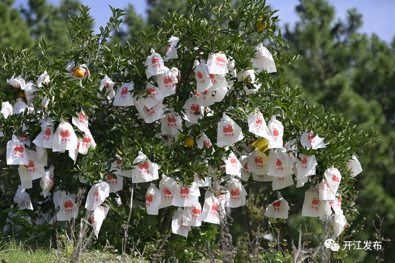 【掌上达州】点“绿”成“金”！开江爱民农场翻开“农文旅”融合发展新篇章-小辉娱乐网