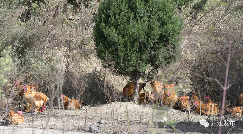 【掌上达州】点“绿”成“金”！开江爱民农场翻开“农文旅”融合发展新篇章-小辉娱乐网
