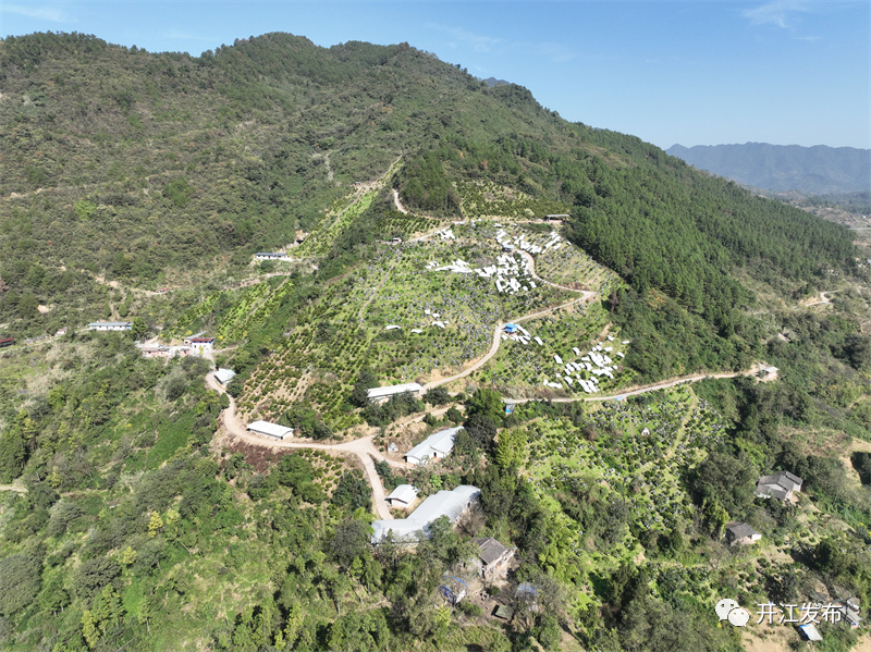 【掌上达州】点“绿”成“金”！开江爱民农场翻开“农文旅”融合发展新篇章-小辉娱乐网