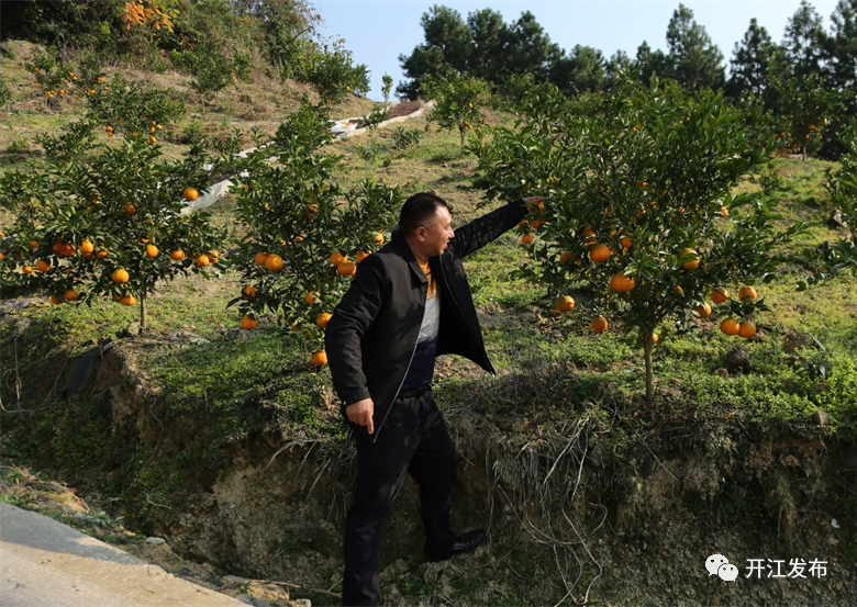 【掌上达州】点“绿”成“金”！开江爱民农场翻开“农文旅”融合发展新篇章-小辉娱乐网