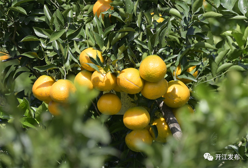 【掌上达州】点“绿”成“金”！开江爱民农场翻开“农文旅”融合发展新篇章-小辉娱乐网