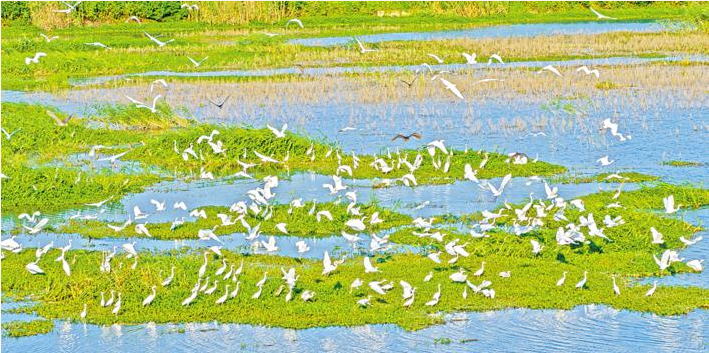 以“小河清”保障“大河净”，湖北探索小流域综合治理-小辉娱乐网