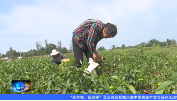 庆丰收 促和美 | 朝那镇社古村:辣椒丰收采摘忙-小辉娱乐网