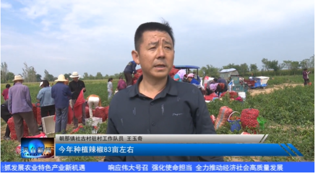 庆丰收 促和美 | 朝那镇社古村:辣椒丰收采摘忙-小辉娱乐网