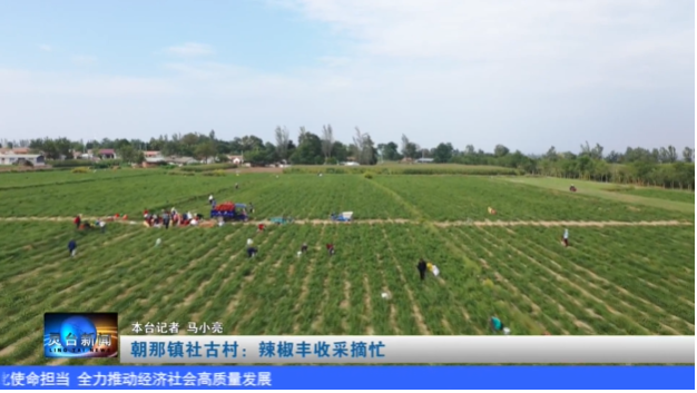 庆丰收 促和美 | 朝那镇社古村：辣椒丰收采摘忙-小辉娱乐网