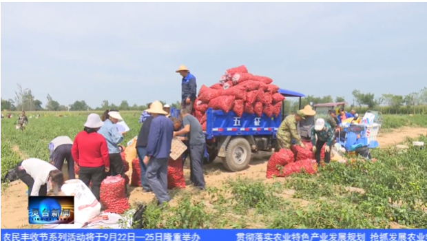 庆丰收 促和美 | 朝那镇社古村:辣椒丰收采摘忙-小辉娱乐网