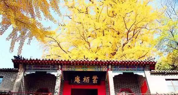 费县有一种美，叫满城尽带黄金甲-小辉娱乐网