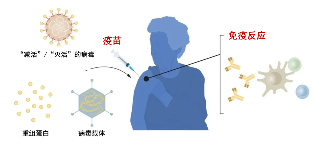 最新！2023年诺贝尔生理学或医学奖揭晓，与我们每个人都有关！