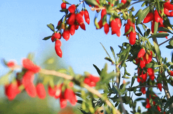 来啦！我的养生好物清单，都是中年老母亲的刚需啊-小辉娱乐网