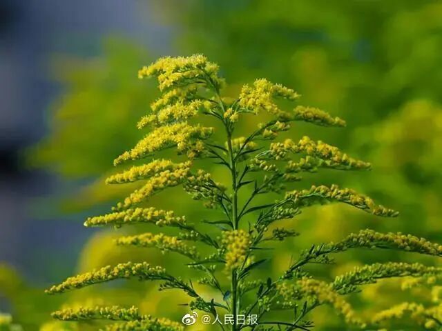 当心！乐山已出现，千万别踫！-小辉娱乐网