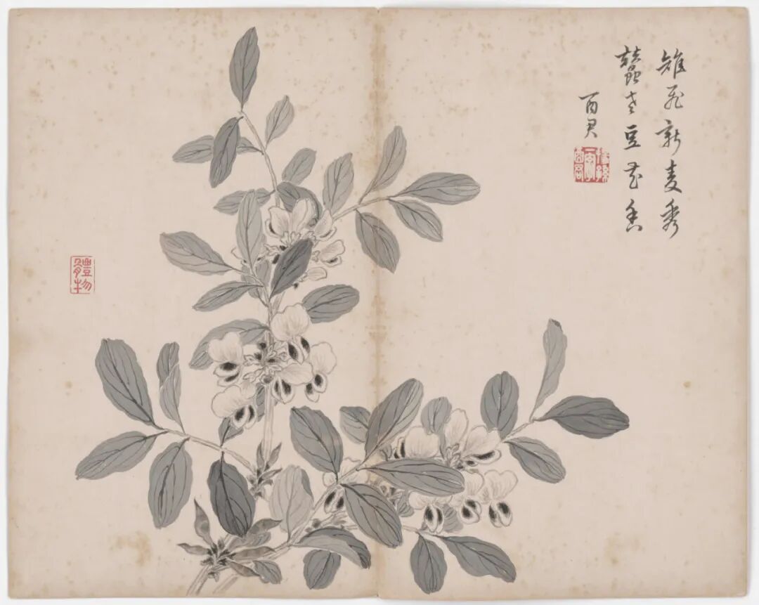 恽寿平和蒋廷锡：清初花鸟画坛的双璧