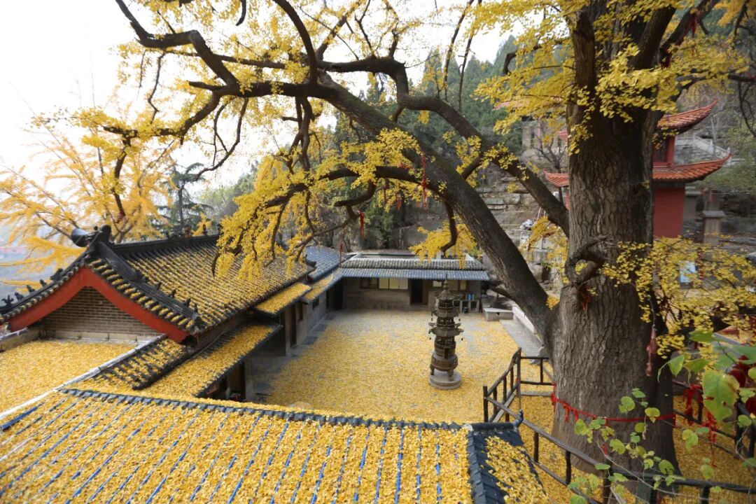 费县有一种美，叫满城尽带黄金甲-小辉娱乐网