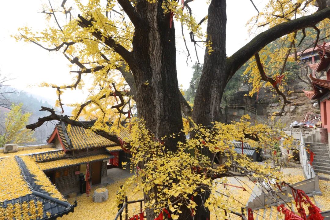 费县有一种美，叫满城尽带黄金甲-小辉娱乐网