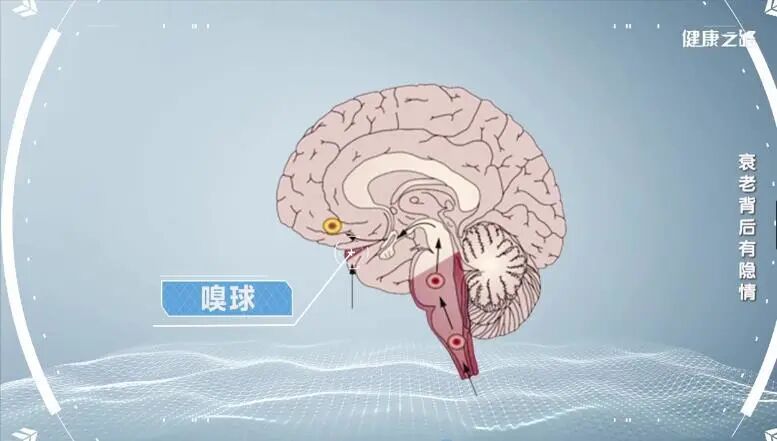 帕金森染病风险测试——嗅觉测试对指试验就是用拇指去对其他的手指