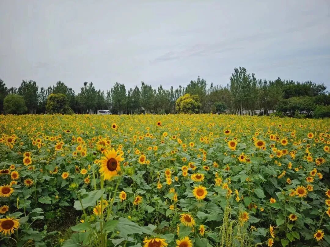 中秋国庆游北京｜感受昌平“网红打卡地”的美好-小辉娱乐网