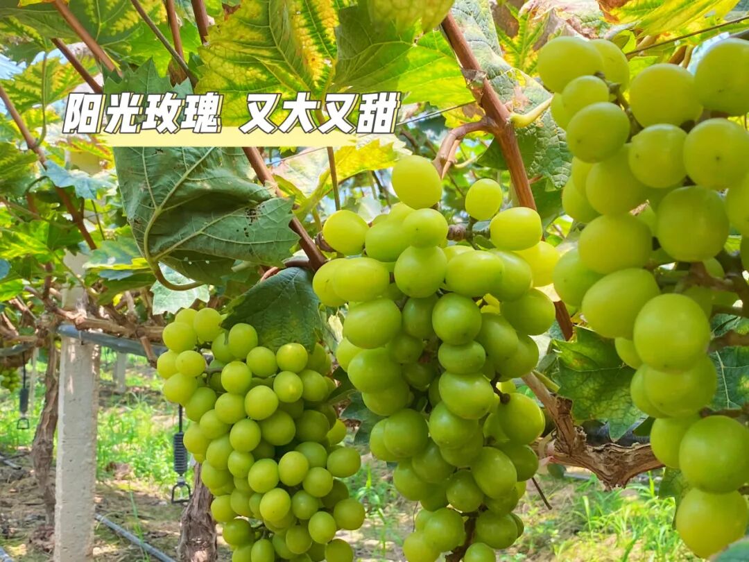 全球学子嘉游赣丨章贡特色乡村好风光不容错过，看一眼你就会爱上！-小辉娱乐网