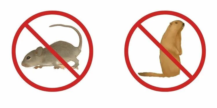 预防鼠疫，你需要知道的这些事-小辉娱乐网