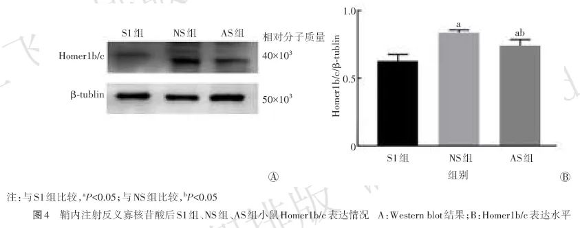 臭氧抑制慢性压迫性坐骨神经损伤模型小鼠的脊髓Homer1b/c对神经病理性疼痛的影响