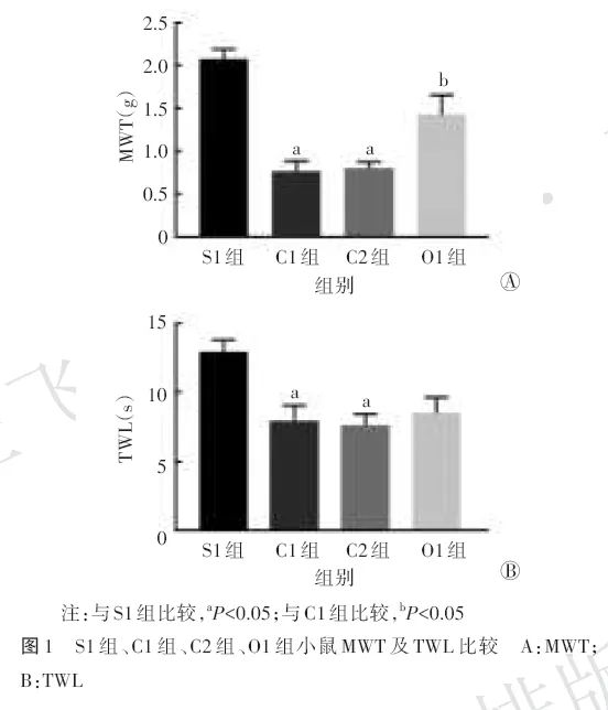 臭氧抑制慢性压迫性坐骨神经损伤模型小鼠的脊髓Homer1b/c对神经病理性疼痛的影响