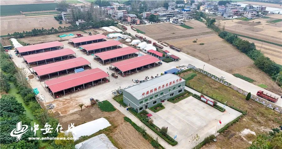 小县城 大产业 | 阜阳临泉：百亿产业背后的“畜头肉尾”大文章-小辉娱乐网