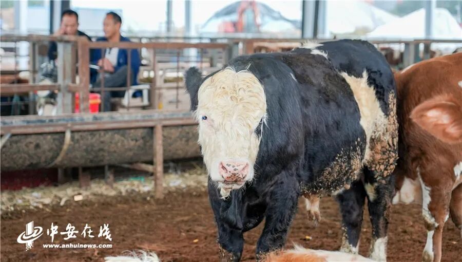 小县城 大产业 | 阜阳临泉：百亿产业背后的“畜头肉尾”大文章-小辉娱乐网