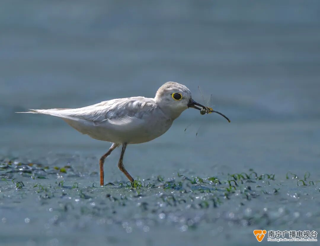 南宁这只鸟太“红”了！很多人从全国各地赶来看它→-小辉娱乐网