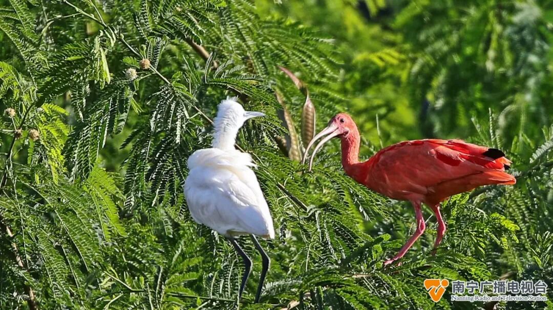 南宁这只鸟太“红”了！很多人从全国各地赶来看它→-小辉娱乐网