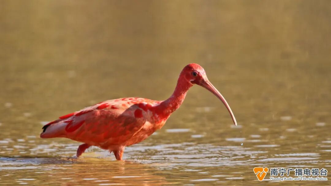 南宁这只鸟太“红”了！很多人从全国各地赶来看它→-小辉娱乐网