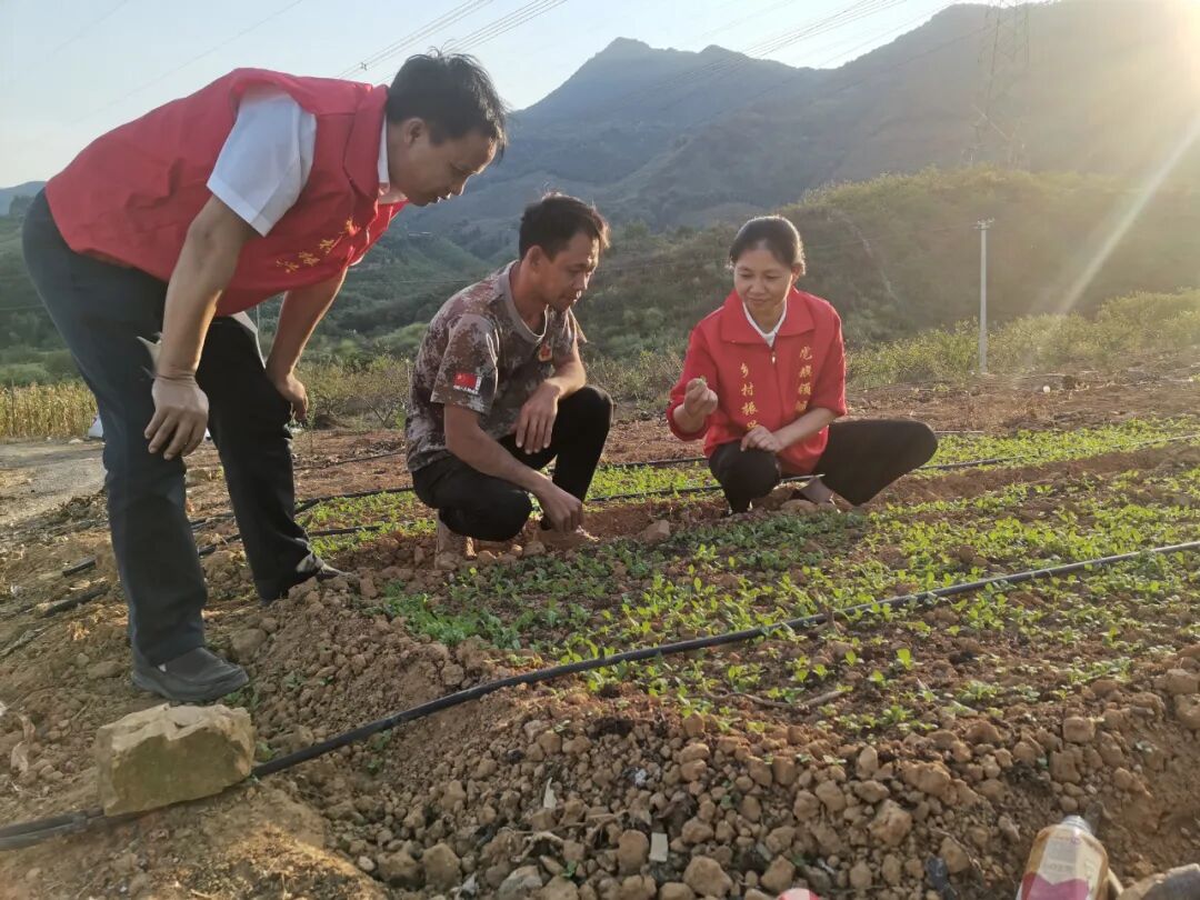 【勤廉优榜样】第32期 | 林玲：躬耕碧野撒希望 扎根基层只为农-小辉娱乐网