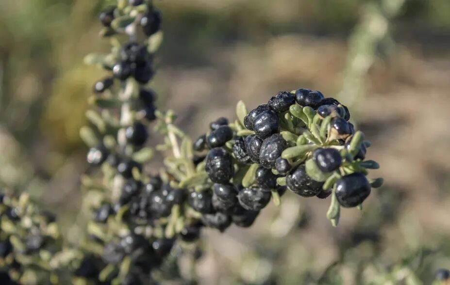 来啦！我的养生好物清单，都是中年老母亲的刚需啊-小辉娱乐网