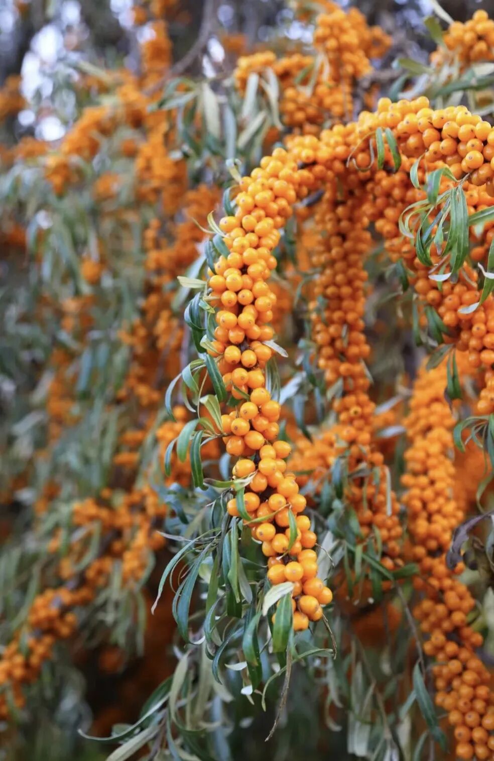 来啦！我的养生好物清单，都是中年老母亲的刚需啊-小辉娱乐网