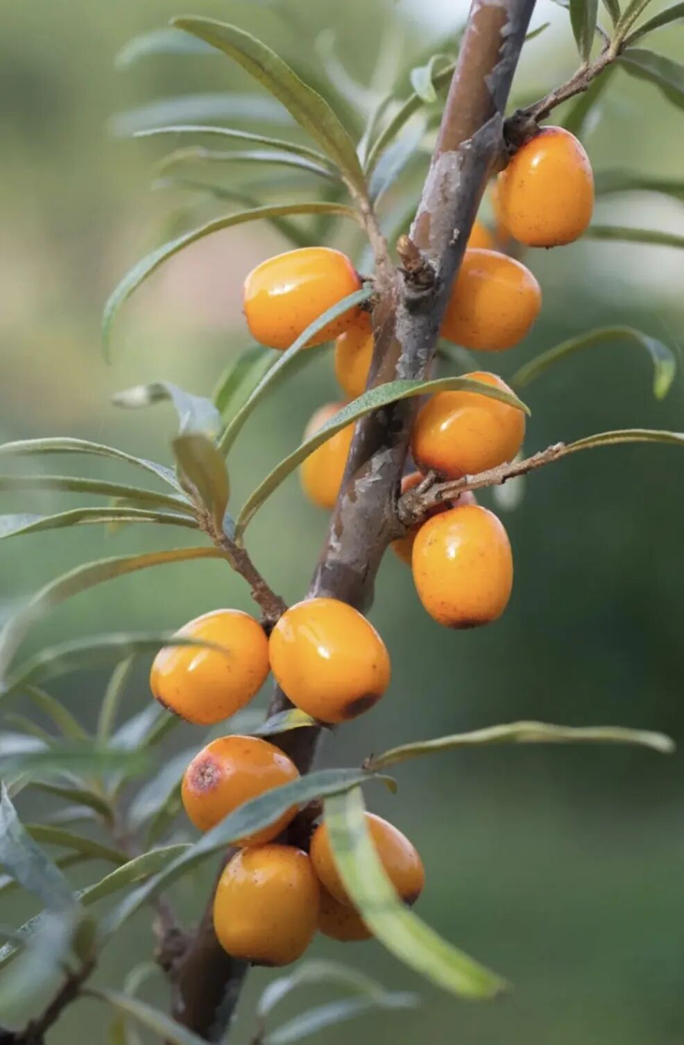 来啦！我的养生好物清单，都是中年老母亲的刚需啊-小辉娱乐网