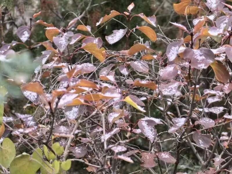 爱了 爱了！今天被兰州的雪“刷屏”了！-小辉娱乐网