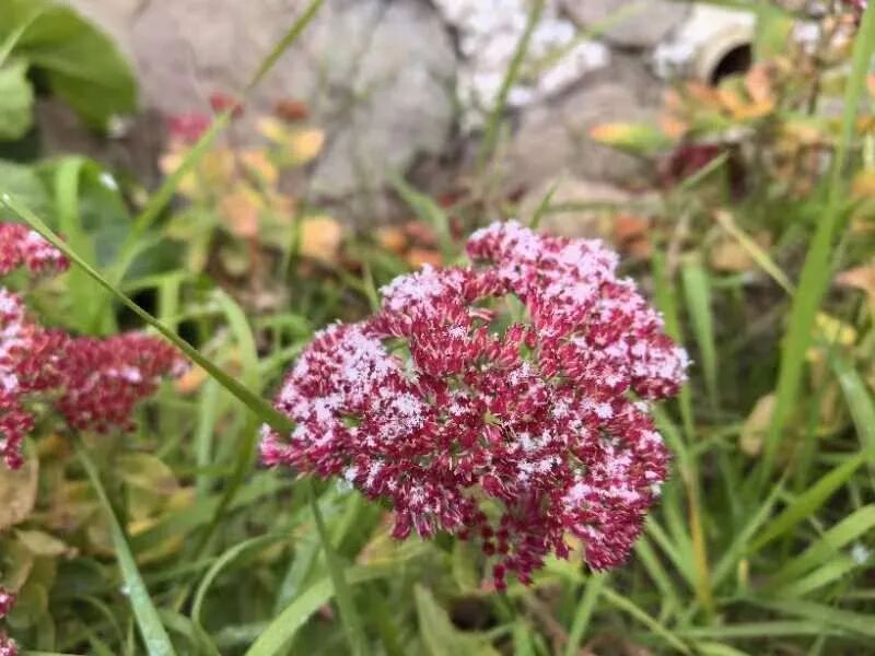 爱了 爱了！今天被兰州的雪“刷屏”了！-小辉娱乐网